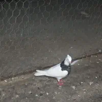 فروش طوق سیاه