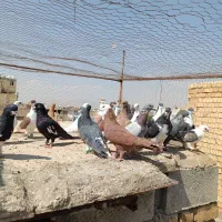 دسته کفتری زدو خورد شهری سرور ،کراواتی شامی الماسی