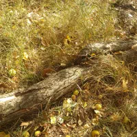 فروش چوب ودرخت گردو، بید، گلابی، میوه|خدمات باغبانی و درختکاری|الشتر, |دیوار