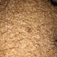 بلغور خانگی تازه تمیز درجه یک