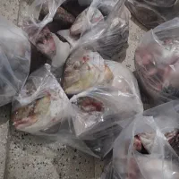 سر ماهی جش