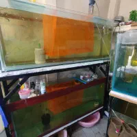 سالن، آکواریوم، گوپی و لوازم