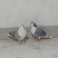 کیوتر دمگیر