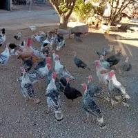 ۳۵ عدد بوقلمون