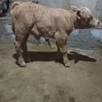 گوساله ماده شارلو