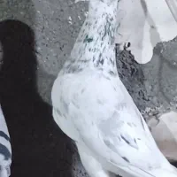 سار سرور|پرنده|مشهد, عبادی|دیوار