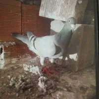 کبوتر