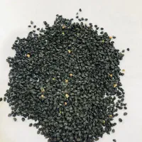 بذر پیاز سفید محلی