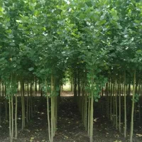 نهالستان فروش نهال های گردو بادام و صنوبر|خدمات باغبانی و درختکاری|مریوان, |دیوار