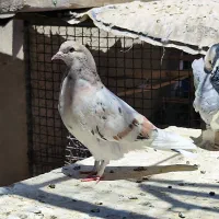 کبوتر