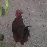 خروس لری جوان