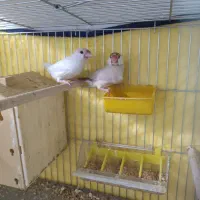 عروس هلندی مولد و فنچ مصری مولد|پرنده|شیراز, شهرک جماران|دیوار