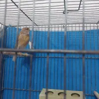 قناری ماده دارچینی