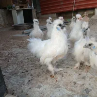 نیمچه مرغ وخروس ابریشمی|حیوانات مزرعه|شیراز, شهرک سراج‎|دیوار