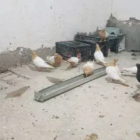 سلام چندتا سینه دم زرد اسطوره رگ و سو|پرنده|زاهدان, |دیوار