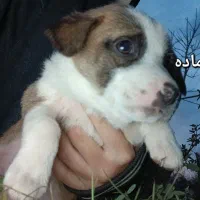 توله سگ رایگان