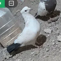 یک جفت کبوتر دمی معاوضه با طوقی