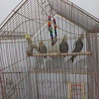 جوجه عروس هلندی ۳ ماهه دانه خور