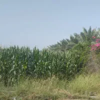 فروش-زمین-کشاورزی