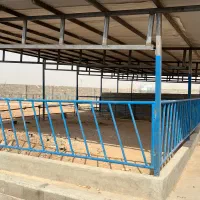 فروش-گاوداری-2600متری-نقدواقساط-فروش-مشارکت-واجاره