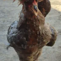 خروس کاکلی