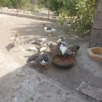 غاز|پرنده|دوگنبدان, |دیوار