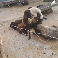 میش