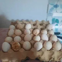 تخم مرغ گلین|حیوانات مزرعه|رشت, حومه رشت|دیوار