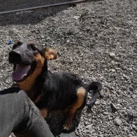 ژرمن ماده|سگ|سبزوار, پیروزی|دیوار