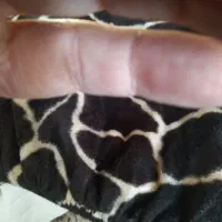 تعدادی لوازم خانه