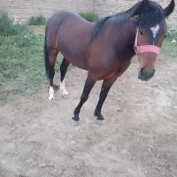 اسب نر بدون سواری|اسب و تجهیزات اسب‌سواری|سلماس, |دیوار