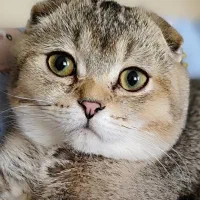 گربه