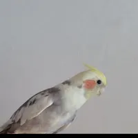 عروس هلندی گمشده مژدگانی ۳ میلیون