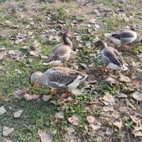 حیوانات مزرعه