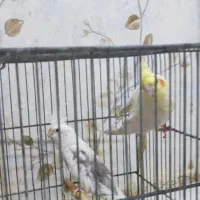 فروش  یک جفت طوطی عروس هلندی تخم گذار