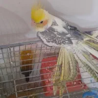 عروس هلندی|پرنده|طبس, |دیوار