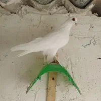 کبوتر لوتی و ساری