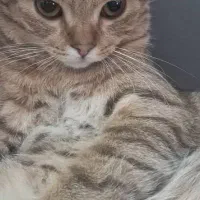 فروش۱عدد گربه از نژاد بریتیش اصیل زیر قیمت