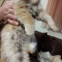 بچه گربه گمشده