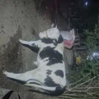 گوساله سیمینتال عروسک