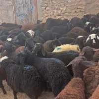 ۵۵ راس نر|حیوانات مزرعه|بوئین زهرا, |دیوار