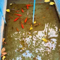 سوییت اقامتگاه بومگردی چنارستان درود|اجارهٔ کوتاه‌مدت آپارتمان و سوئیت|نیشابور, مسکن مهر نور|دیوار