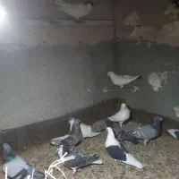 کبوتر