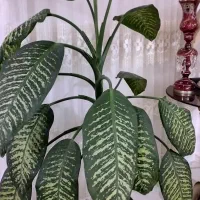 گول بزرگ با گلدان|گل و گیاه طبیعی|شاهرود, |دیوار