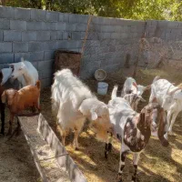 بز سانن|حیوانات مزرعه|مشهد, درزآب|دیوار