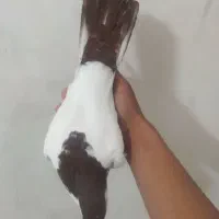 کفتر نر مست|پرنده|شیروان (خراسان), |دیوار