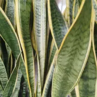 گل طبیعی|گل و گیاه طبیعی|خمام, |دیوار