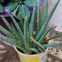 گل هایه زیبا|گل و گیاه طبیعی|جوانرود, |دیوار