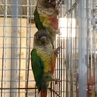 گیرینچیک|پرنده|شیراز, بازار|دیوار