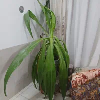 گل سوسن